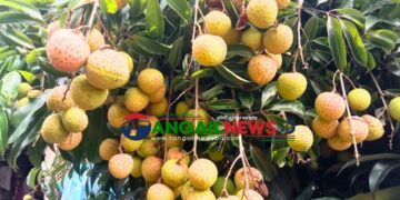 মধুপুরে চায়না থ্রি লিচু চাষে গারো নারী সাবেত্রীর সাফল্য
