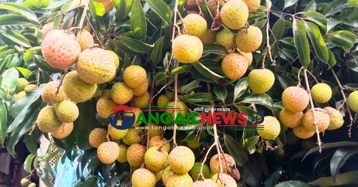 মধুপুরে চায়না থ্রি লিচু চাষে গারো নারী সাবেত্রীর সাফল্য