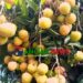 মধুপুরে চায়না থ্রি লিচু চাষে গারো নারী সাবেত্রীর সাফল্য