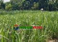 সখীপুরে ঘাস কাটতে গিয়ে বিদ্যুৎস্পৃষ্টে বৃদ্ধের মৃত্যু