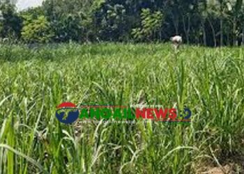 সখীপুরে ঘাস কাটতে গিয়ে বিদ্যুৎস্পৃষ্টে বৃদ্ধের মৃত্যু