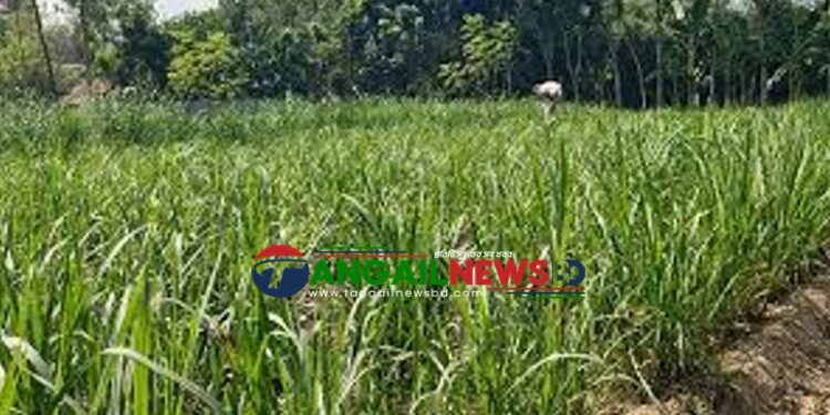 সখীপুরে ঘাস কাটতে গিয়ে বিদ্যুৎস্পৃষ্টে বৃদ্ধের মৃত্যু