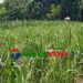 সখীপুরে ঘাস কাটতে গিয়ে বিদ্যুৎস্পৃষ্টে বৃদ্ধের মৃত্যু