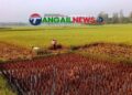 টাঙ্গাইলে প্রচন্ড গরমে শ্রমিক সংকট ॥ ধান কাটায় অস্বস্তিতে কৃষক