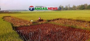 টাঙ্গাইলে প্রচন্ড গরমে শ্রমিক সংকট ॥ ধান কাটায় অস্বস্তিতে কৃষক