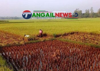 টাঙ্গাইলে প্রচন্ড গরমে শ্রমিক সংকট ॥ ধান কাটায় অস্বস্তিতে কৃষক