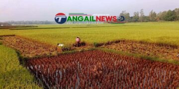 টাঙ্গাইলে প্রচন্ড গরমে শ্রমিক সংকট ॥ ধান কাটায় অস্বস্তিতে কৃষক