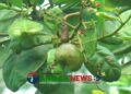 মধুপুরের পাহাড়ি লাল মাটিতে কাজু বাদামের বাণিজ্যিক চাষ