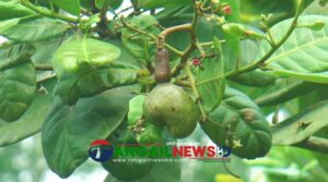 মধুপুরের পাহাড়ি লাল মাটিতে কাজু বাদামের বাণিজ্যিক চাষ