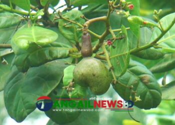 মধুপুরের পাহাড়ি লাল মাটিতে কাজু বাদামের বাণিজ্যিক চাষ