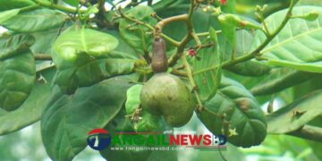 মধুপুরের পাহাড়ি লাল মাটিতে কাজু বাদামের বাণিজ্যিক চাষ