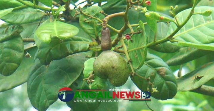 মধুপুরের পাহাড়ি লাল মাটিতে কাজু বাদামের বাণিজ্যিক চাষ