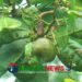 মধুপুরের পাহাড়ি লাল মাটিতে কাজু বাদামের বাণিজ্যিক চাষ