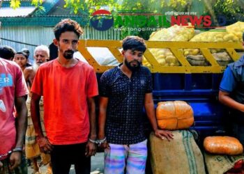 গোপালপুরে আলুবোঝাই পিকআপে দুই বস্তা গাঁজাসহ ৩ জন আটক