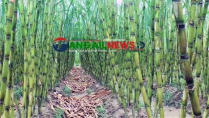 টাঙ্গাইলে ভাইরাসের আক্রমনে ক্ষেতেই পঁচে যাচ্ছে আখ!