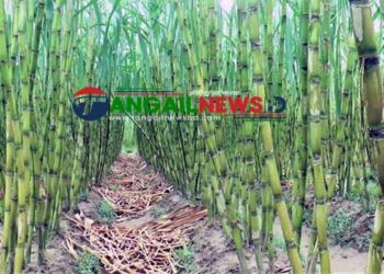 টাঙ্গাইলে ভাইরাসের আক্রমনে ক্ষেতেই পঁচে যাচ্ছে আখ!