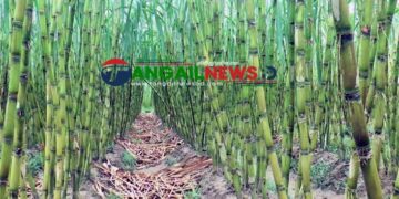 টাঙ্গাইলে ভাইরাসের আক্রমনে ক্ষেতেই পঁচে যাচ্ছে আখ!