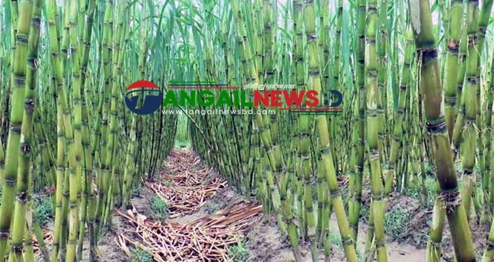 টাঙ্গাইলে ভাইরাসের আক্রমনে ক্ষেতেই পঁচে যাচ্ছে আখ!