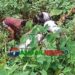 সখীপুরে নিখোঁজ নারীর মরদেহ ডোবা থেকে উদ্ধার