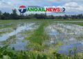 গোপালপুরে জলাবদ্ধতায় ২৫০ বিঘা ফসলি জমি অনাবাদি ॥ স্থায়ী সমাধানের দাবি কৃষকদের
