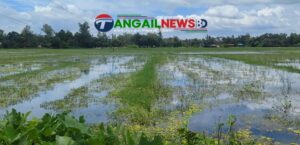 গোপালপুরে জলাবদ্ধতায় ২৫০ বিঘা ফসলি জমি অনাবাদি ॥ স্থায়ী সমাধানের দাবি কৃষকদের