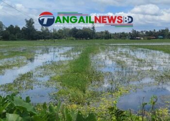 গোপালপুরে জলাবদ্ধতায় ২৫০ বিঘা ফসলি জমি অনাবাদি ॥ স্থায়ী সমাধানের দাবি কৃষকদের