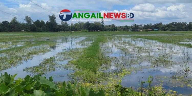 গোপালপুরে জলাবদ্ধতায় ২৫০ বিঘা ফসলি জমি অনাবাদি ॥ স্থায়ী সমাধানের দাবি কৃষকদের