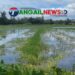 গোপালপুরে জলাবদ্ধতায় ২৫০ বিঘা ফসলি জমি অনাবাদি ॥ স্থায়ী সমাধানের দাবি কৃষকদের