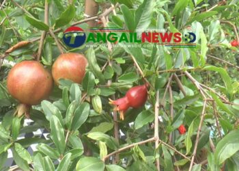 বাসাইলে মায়ের স্মরণে আল আমিনের ‘ডালিম’ বিপ্লব