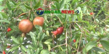 বাসাইলে মায়ের স্মরণে আল আমিনের ‘ডালিম’ বিপ্লব