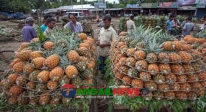 মধুপুরে কৃষকেরা অর্গানিক পদ্ধতিতে বিষমুক্ত আনারস চাষে ঝুঁকছেন