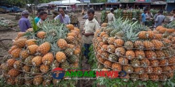 মধুপুরে কৃষকেরা এখন অর্গানিক পদ্ধতিতে বিষমুক্ত নিরাপদ আনারস চাষে ঝুঁকছেন