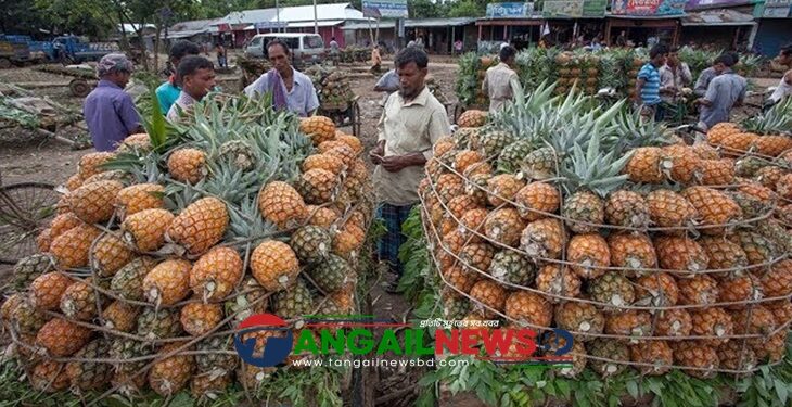 মধুপুরে কৃষকেরা এখন অর্গানিক পদ্ধতিতে বিষমুক্ত নিরাপদ আনারস চাষে ঝুঁকছেন