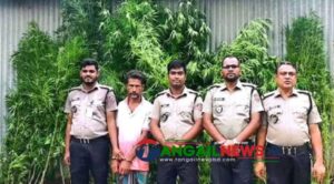 ভূঞাপুরে পাটক্ষেতের আড়ালে গাঁজা চাষ ॥ কারবারি আল আমিন গ্রেফতার