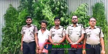 ভূঞাপুরে পাটক্ষেতের আড়ালে গাঁজা চাষ ॥ কারবারি আল আমিন গ্রেফতার