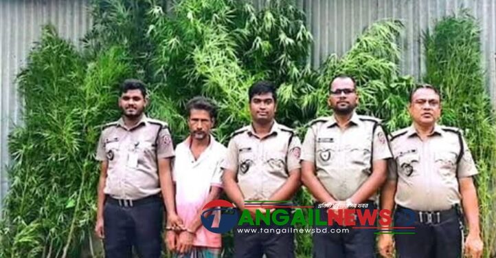 ভূঞাপুরে পাটক্ষেতের আড়ালে গাঁজা চাষ ॥ কারবারি আল আমিন গ্রেফতার