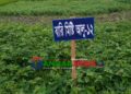 মির্জাপুরে উচ্চ ফলনশীল মিষ্টি আলু আবাদে পাল্টে যাচ্ছে কৃষকের ভাগ্য