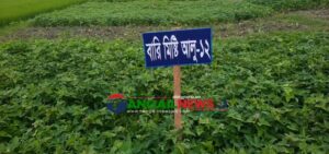মির্জাপুরে উচ্চ ফলনশীল মিষ্টি আলু আবাদে পাল্টে যাচ্ছে কৃষকের ভাগ্য