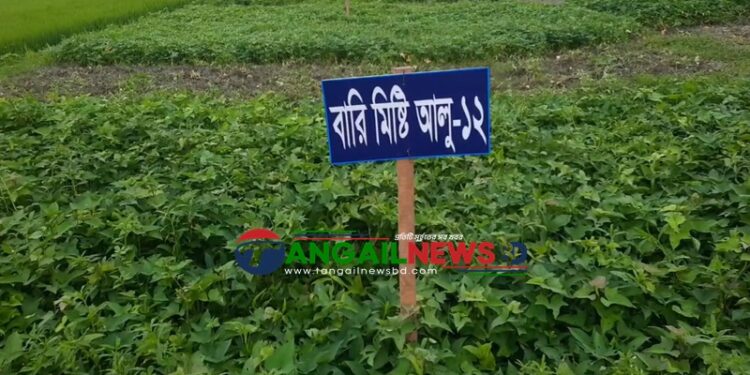 মির্জাপুরে উচ্চ ফলনশীল মিষ্টি আলু আবাদে পাল্টে যাচ্ছে কৃষকের ভাগ্য