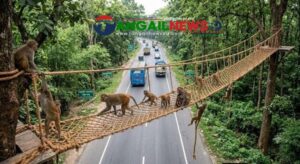 মহাসড়কের মধুপুর বনাঞ্চলে বন্যপ্রাণীর চলাচলে পাঁচটি রোপওয়ে নির্মাণ