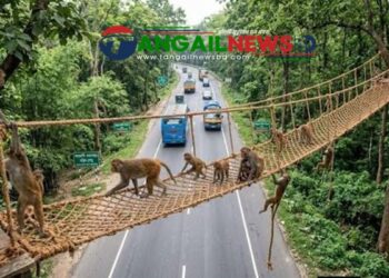 মহাসড়কের মধুপুর বনাঞ্চলে বন্যপ্রাণীর চলাচলে পাঁচটি রোপওয়ে নির্মাণ