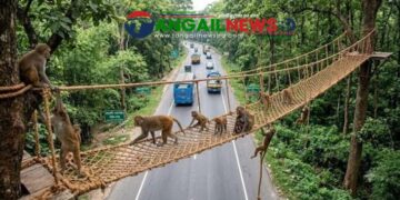 মহাসড়কের মধুপুর বনাঞ্চলে বন্যপ্রাণীর চলাচলে পাঁচটি রোপওয়ে নির্মাণ