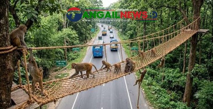 মহাসড়কের মধুপুর বনাঞ্চলে বন্যপ্রাণীর চলাচলে পাঁচটি রোপওয়ে নির্মাণ