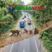 মহাসড়কের মধুপুর বনাঞ্চলে বন্যপ্রাণীর চলাচলে পাঁচটি রোপওয়ে নির্মাণ