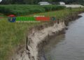 গোপালপুরে যমুনার ভাঙনে বিলীন বসতভিটা আবাদি জমি ॥ হুমকিতে বন্যা নিয়ন্ত্রণ বাঁধ