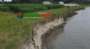 গোপালপুরে যমুনার ভাঙনে বিলীন বসতভিটা আবাদি জমি ॥ হুমকিতে বন্যা নিয়ন্ত্রণ বাঁধ
