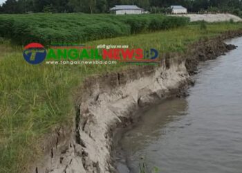 গোপালপুরে যমুনার ভাঙনে বিলীন বসতভিটা আবাদি জমি ॥ হুমকিতে বন্যা নিয়ন্ত্রণ বাঁধ