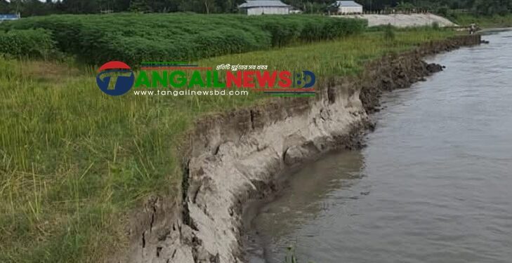 গোপালপুরে যমুনার ভাঙনে বিলীন বসতভিটা আবাদি জমি ॥ হুমকিতে বন্যা নিয়ন্ত্রণ বাঁধ