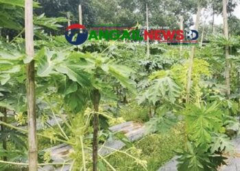 ভেজাল ও নিম্নমানের বীজ ব্যবসায়ীদের খপ্পরে সর্বশান্ত হচ্ছেন মধুপুরের পেঁপেচাষিরা