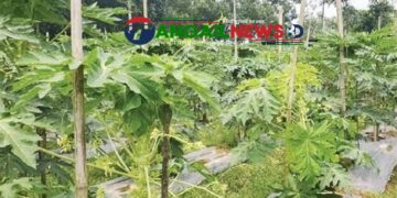 ভেজাল ও নিম্নমানের বীজ ব্যবসায়ীদের খপ্পরে সর্বশান্ত হচ্ছেন মধুপুরের পেঁপেচাষিরা